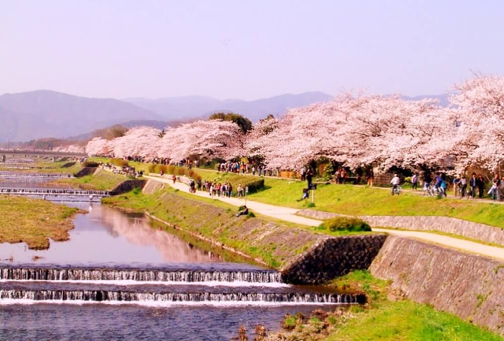2023 Cherry Blossom Season Evening Hanami Tour: Kyoto