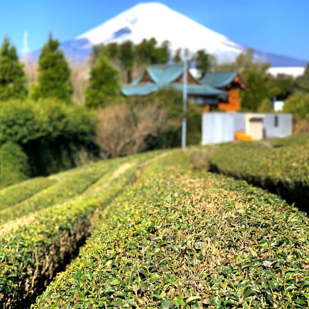 Green Teatime in Shizuoka, Japan!