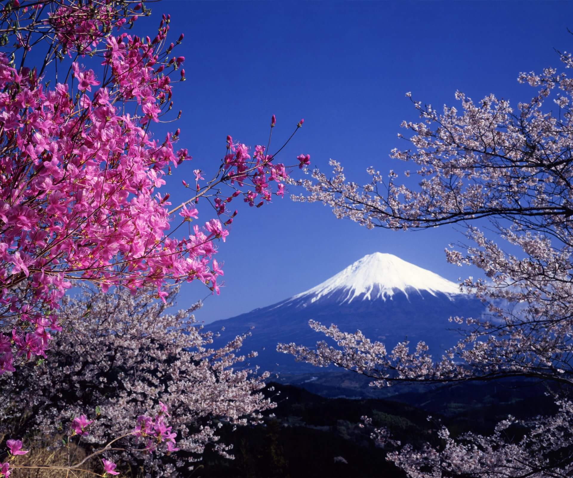 Discover Mt. Fuji: Online Experience