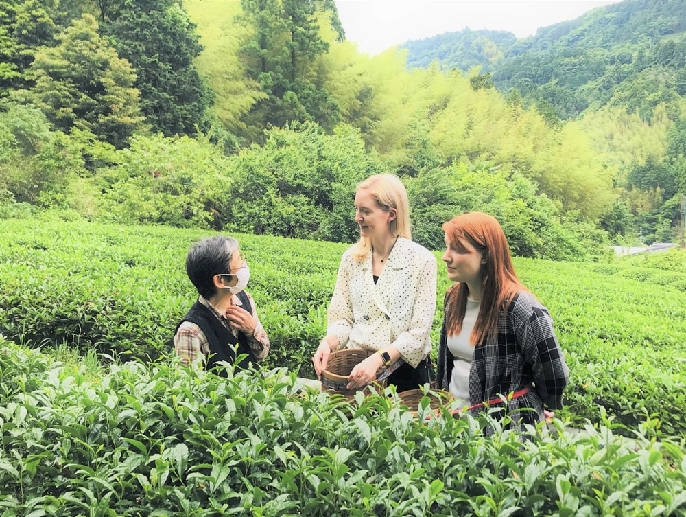Shizuoka Green Tea Fields